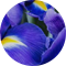 danielnjessica